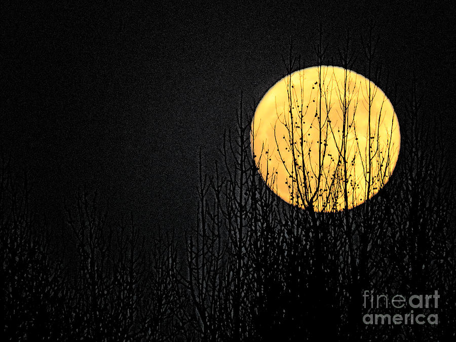 Moon over the Trees Digital Art by Craig Walters
