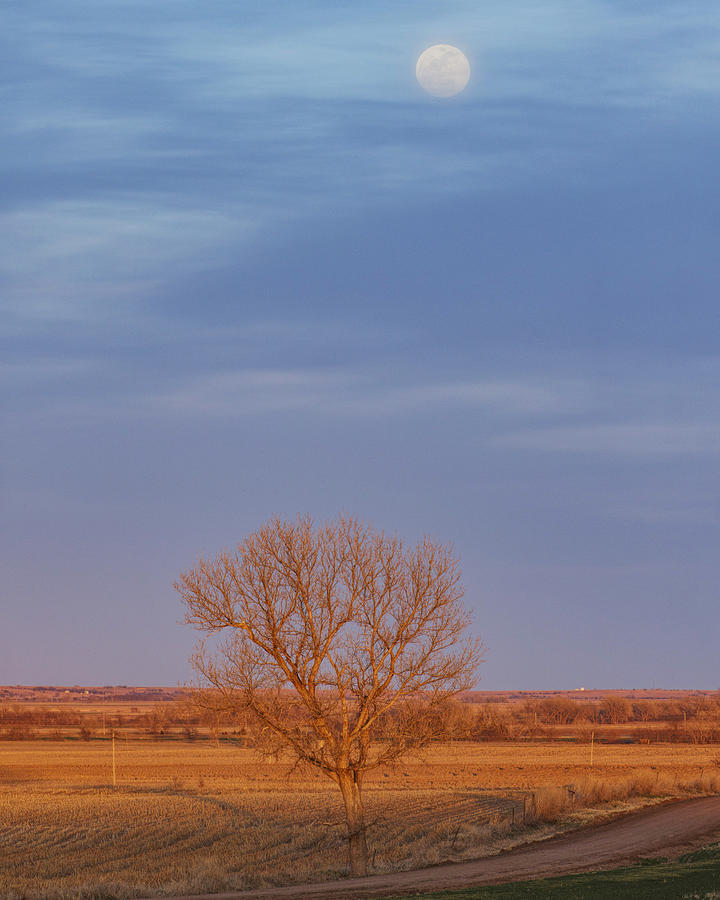 Moon over Tree Photograph by Rob Graham