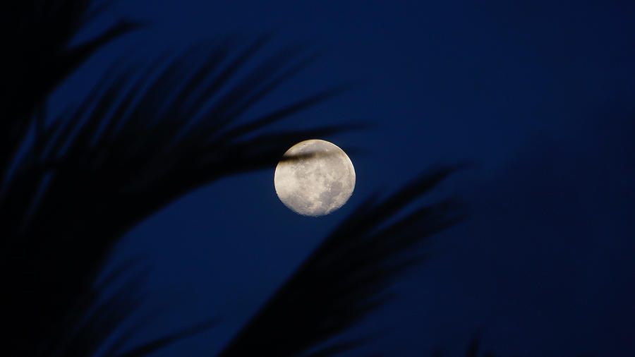 Moon Palm Fronds Photograph by Lawrence S Richardson Jr
