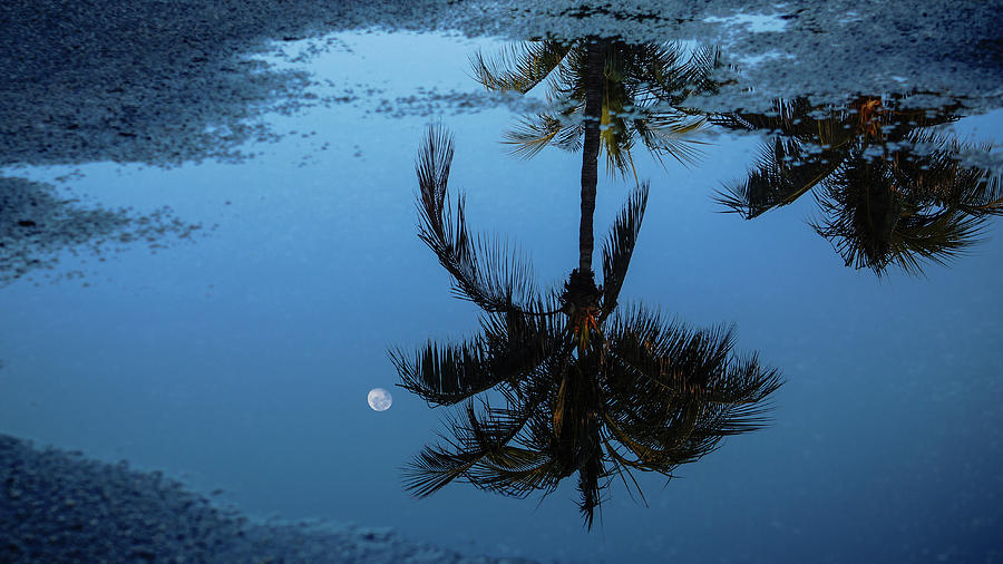 Moon Puddle Delray Beach Florida Photograph by Lawrence S Richardson Jr