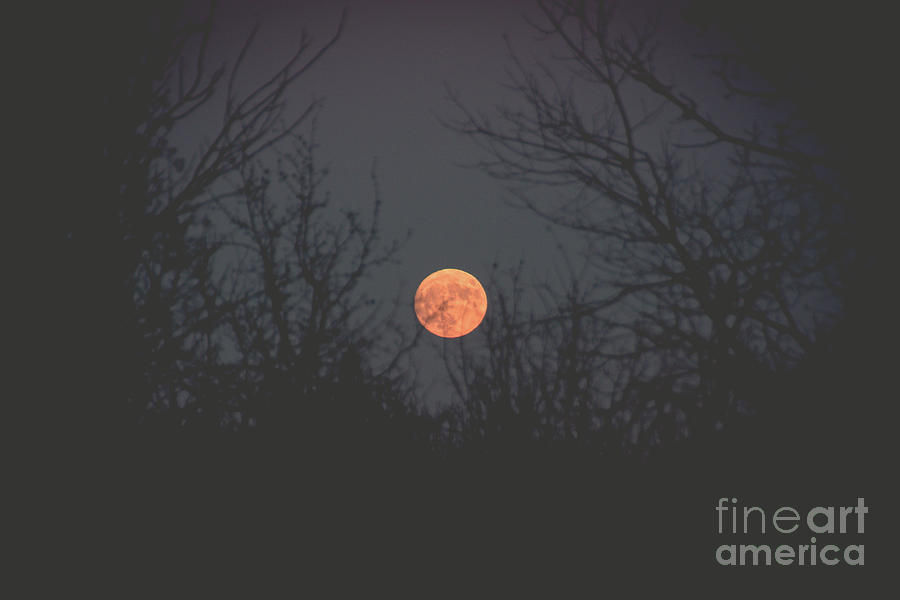 Moon Rise Photograph by Cheryl Baxter