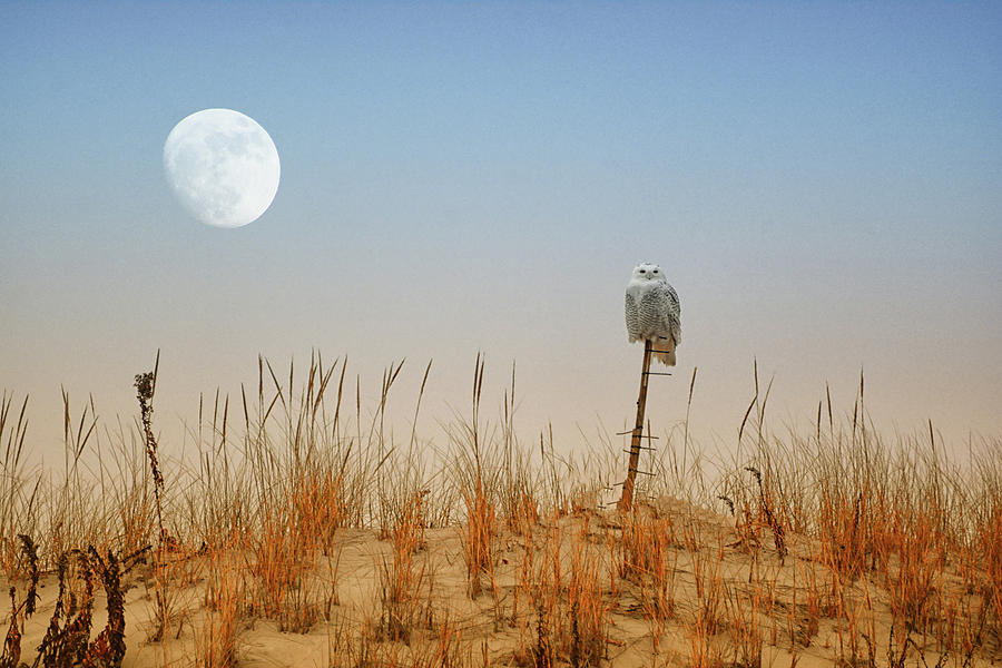 Moon Rise Snowy Owl Photograph by Raymond Salani III