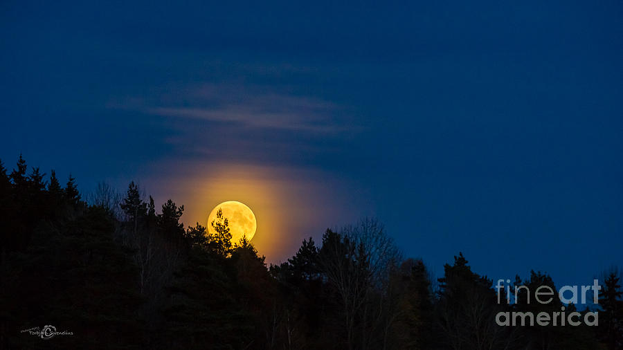 Tree Photograph - Moon rise by Torbjorn Swenelius