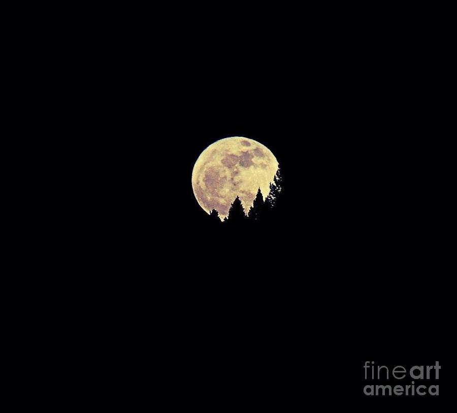 Moon Rising Photograph by Ann E Robson