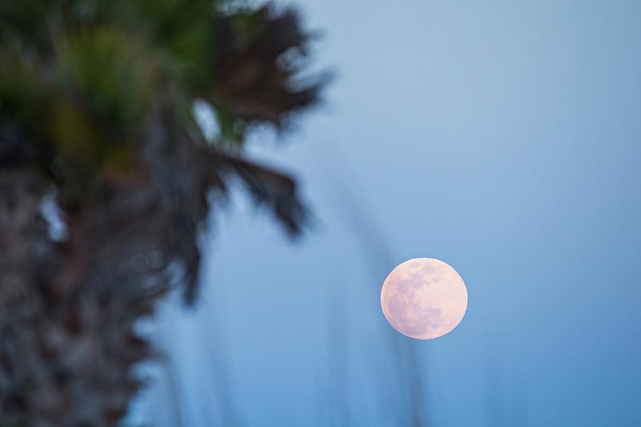 Moon Rising Over Palm Trees At The Beach Photograph by Alex Grichenko