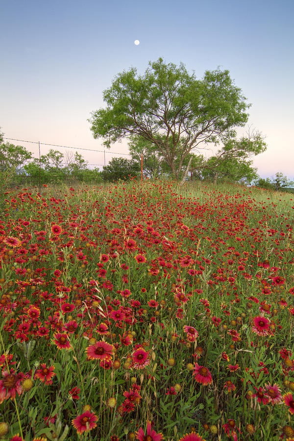 Moon Rising over Texas Wildflowers 1 Photograph by Rob Greebon