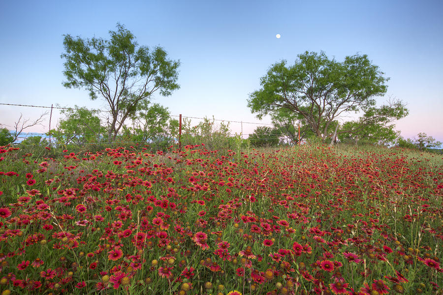 Moon Rising over Texas Wildflowers 2 Photograph by Rob Greebon