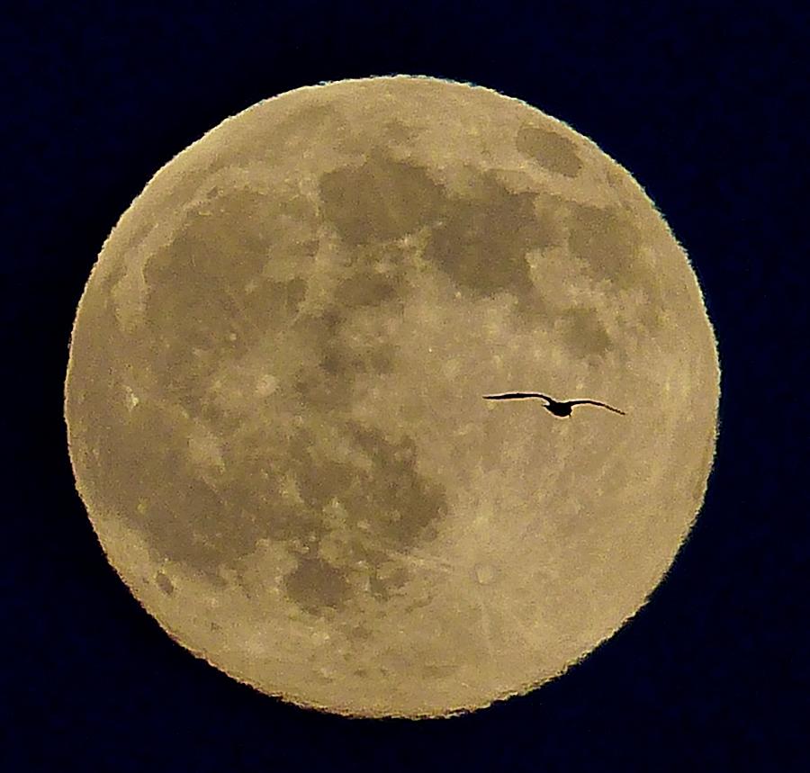 Moon Photograph By Robert Mcgreevy 