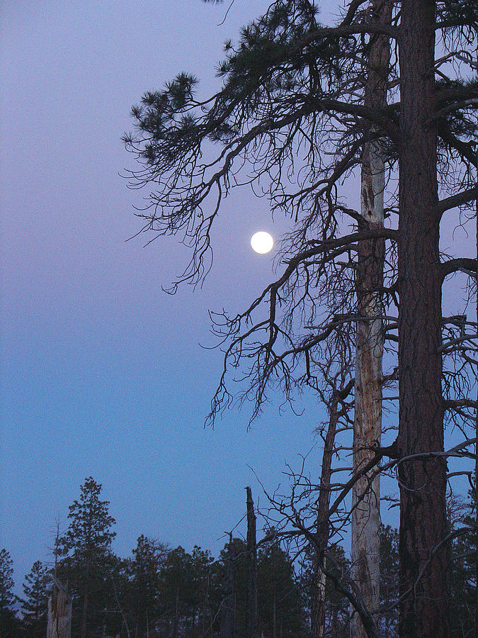 Moon Roost Photograph by Sandy Fisher