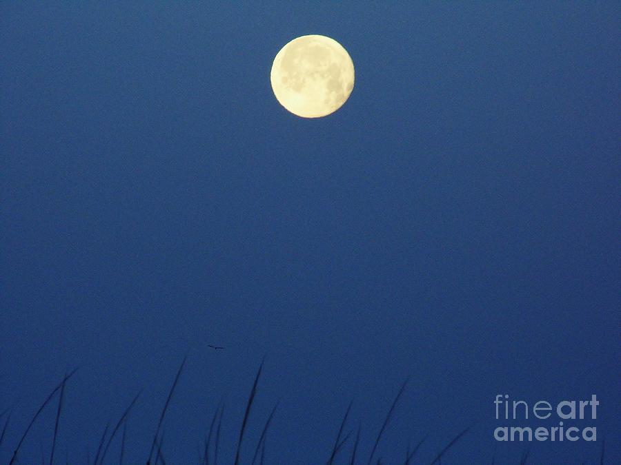 Moon - Setting - Over - Amelia Island Photograph by D Hackett