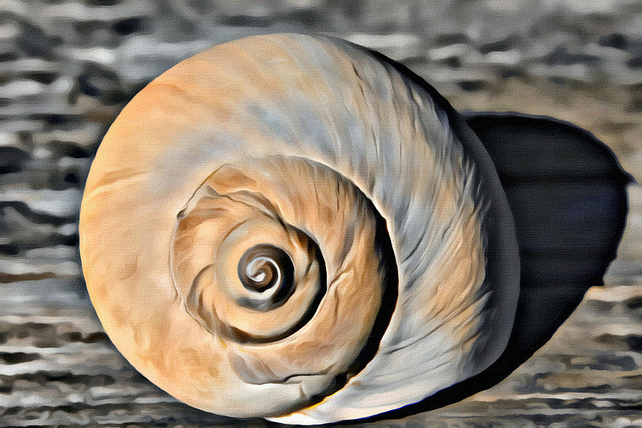 Moon Shell 1 Photograph by Modern Art Fine Art America
