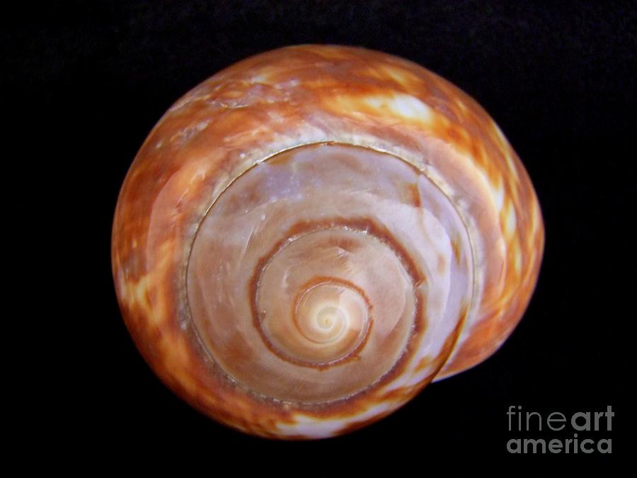 Shell Photograph - Moon Shell by Mary Deal