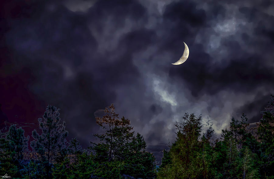 Tree Photograph - Moon Shine Over the Okanagan by Phil And Karen Rispin