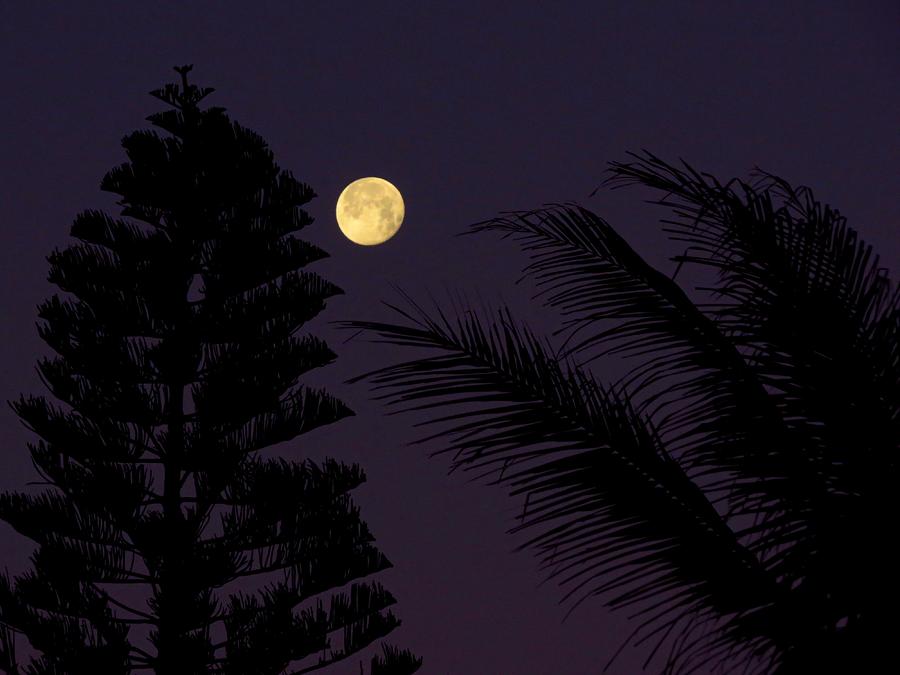 Moon Silhouette Photograph by Wanderbird Photographi LLC