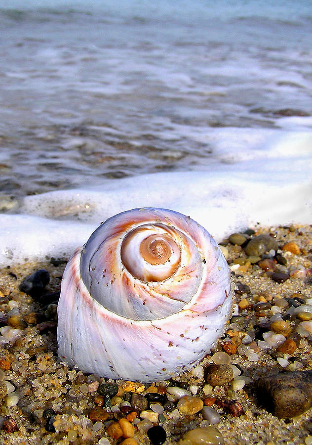 Moon Snail Photograph by Charles Harden
