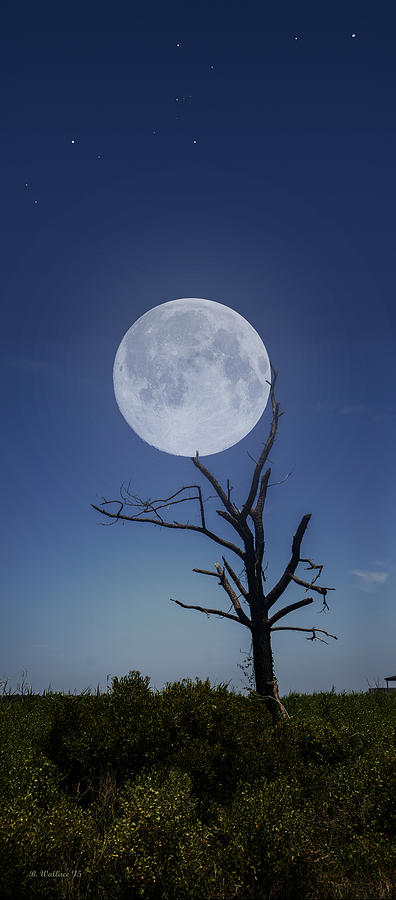 Moon Stuck In A Tree Photograph by Brian Wallace