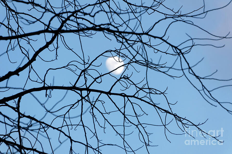 Moon Through Tangled Branches Photograph by John  Mitchell