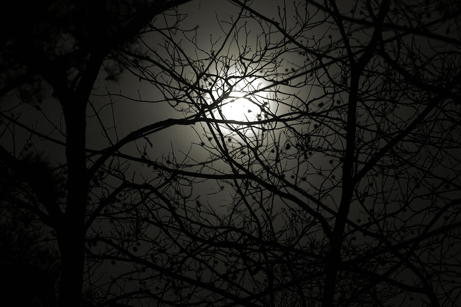 Moon Through The Branches Photograph by Johann Todesengel - Fine Art ...