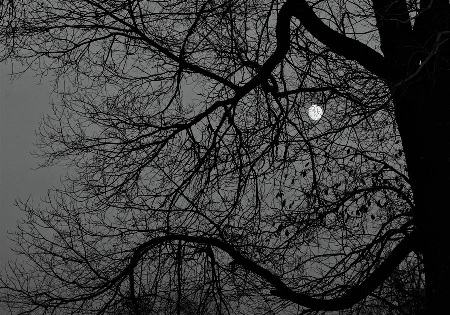 Moon Through The Branches Photograph by Scotty Baby - Fine Art America
