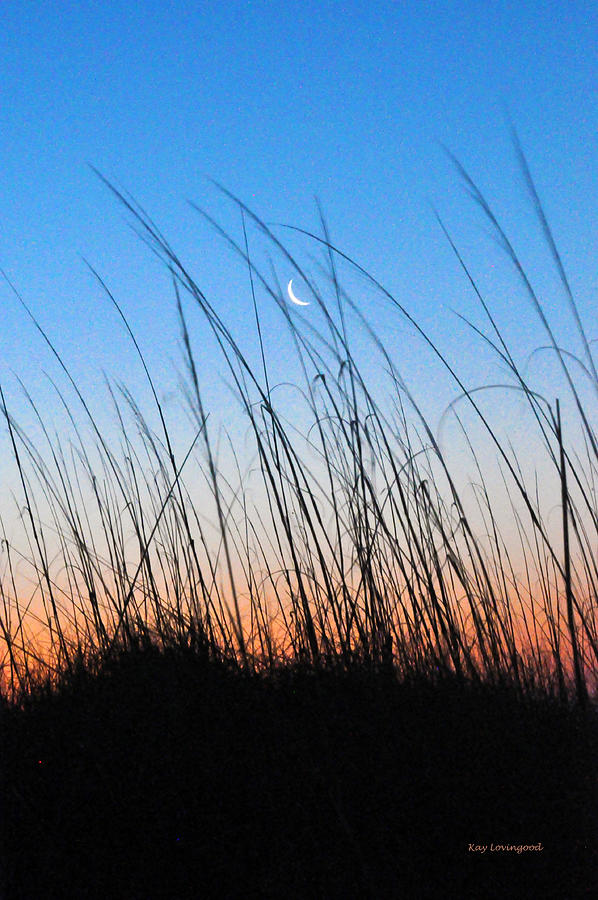 Moon Through the Sea Grass Photograph by Kay Lovingood