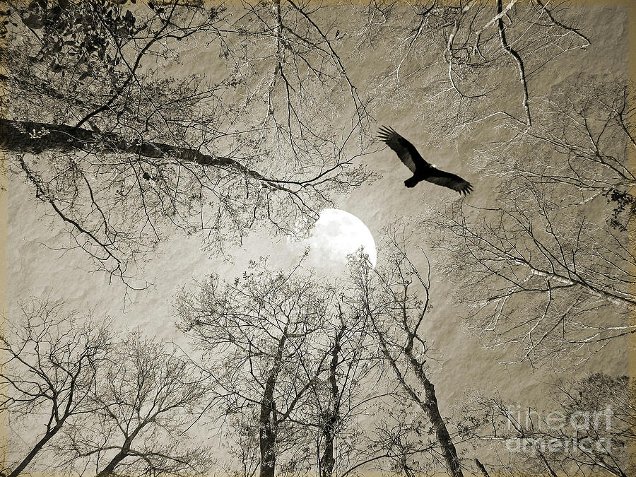 Moon Through the Trees Digital Art by Savannah Gibbs