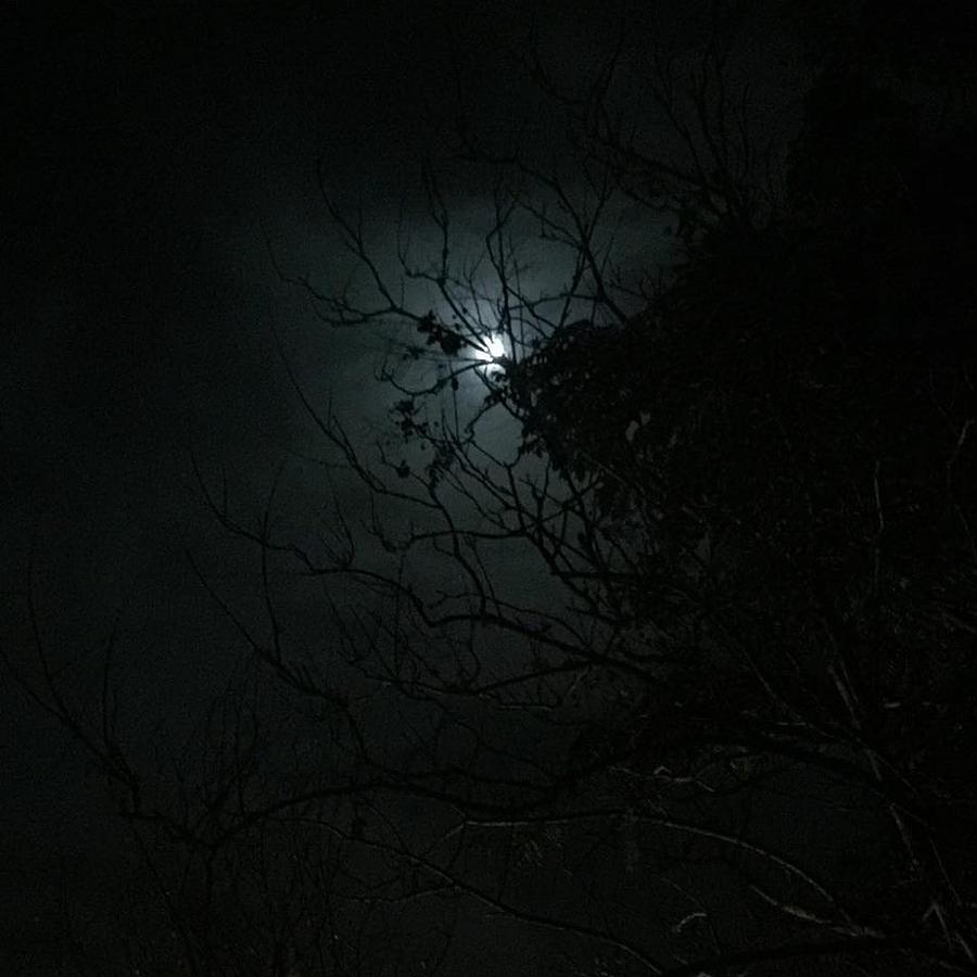 Moon Through Trees Photograph By Kendall Tabor Fine Art America