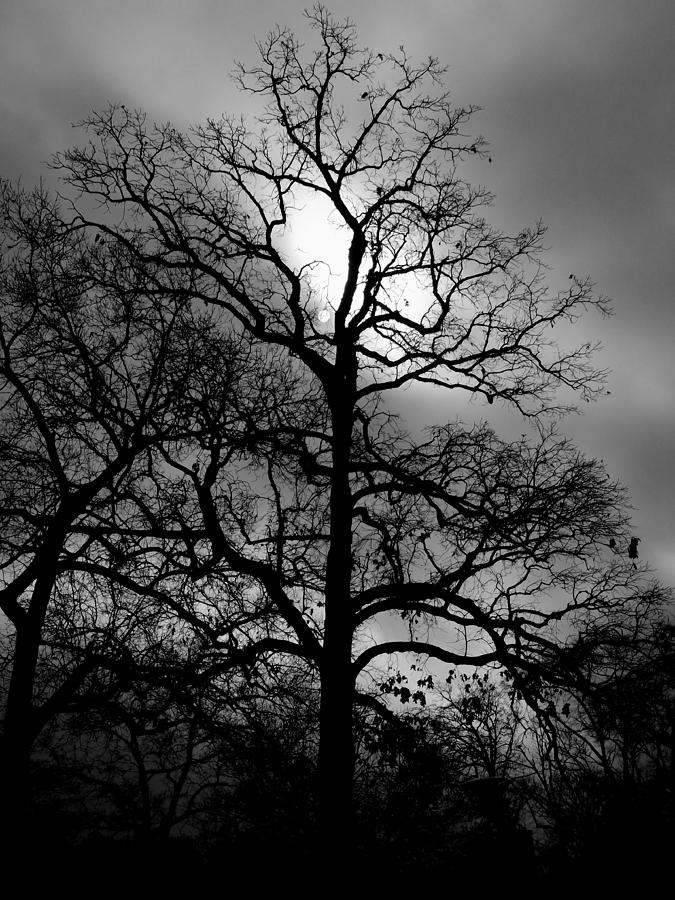 Moon Tree Photograph by Jacob Folger