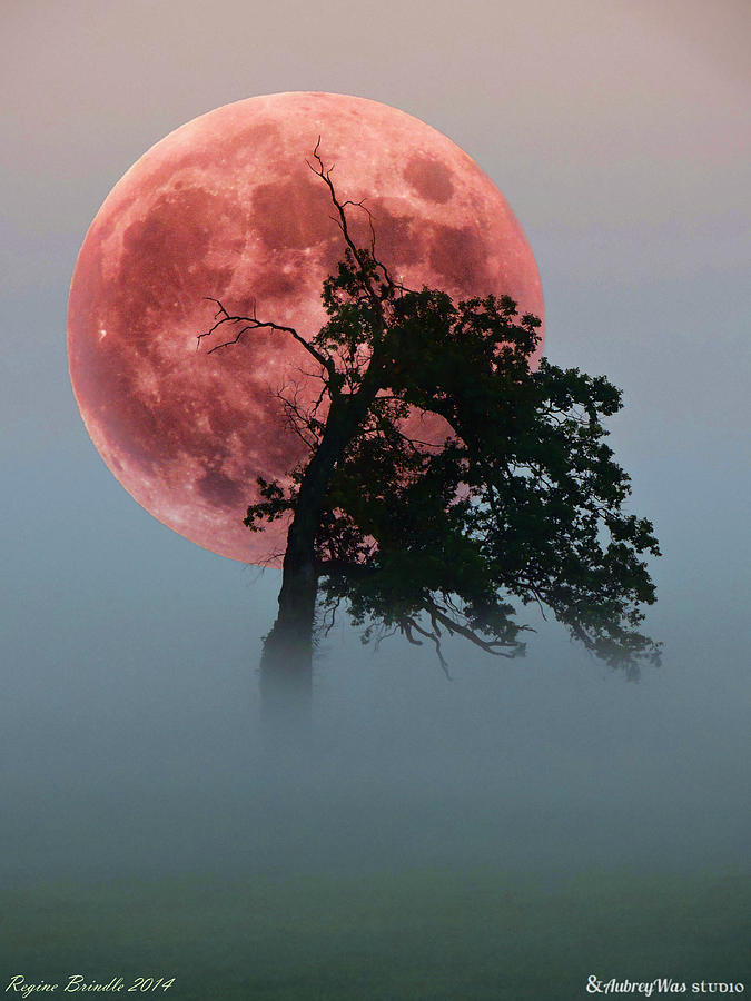 Moon Tree Photograph by Regine Brindle | Fine Art America