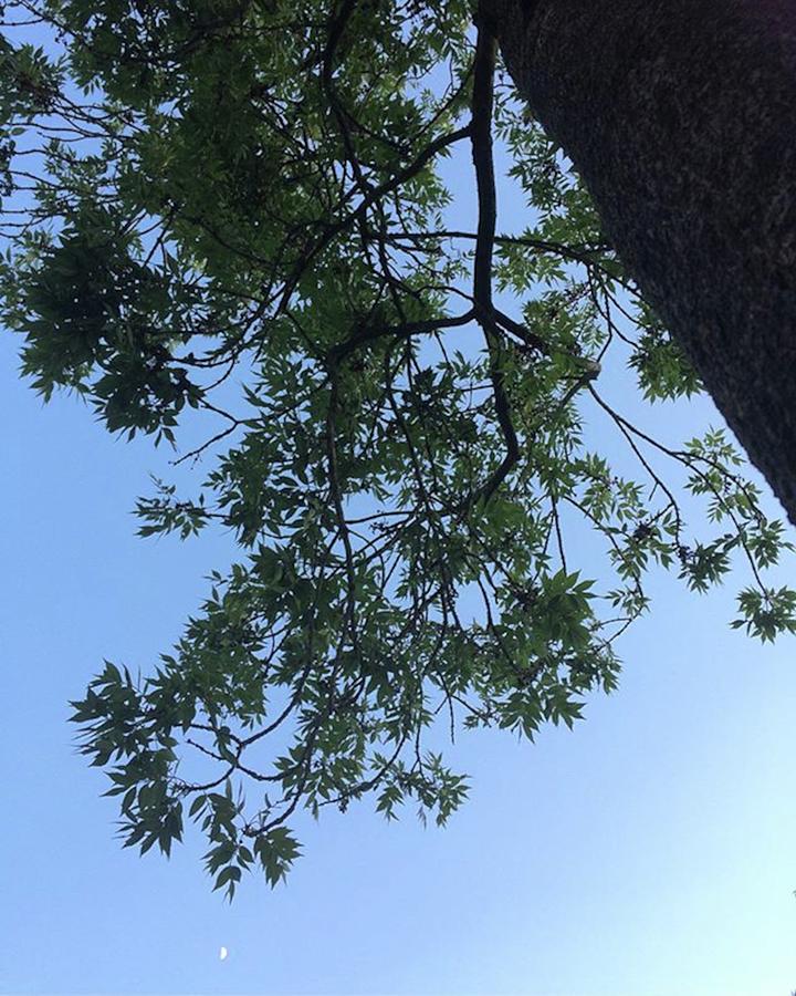 Tree Photograph - #moon #tree #sky #blue #green by Mrs Randomeye