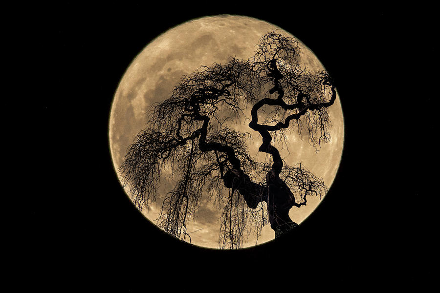 Moon tree Photograph by Wolfgang Stocker