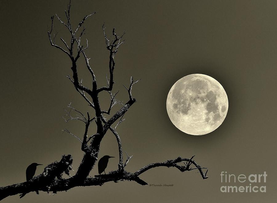 Moon Watching Photograph by Terrah Hewett