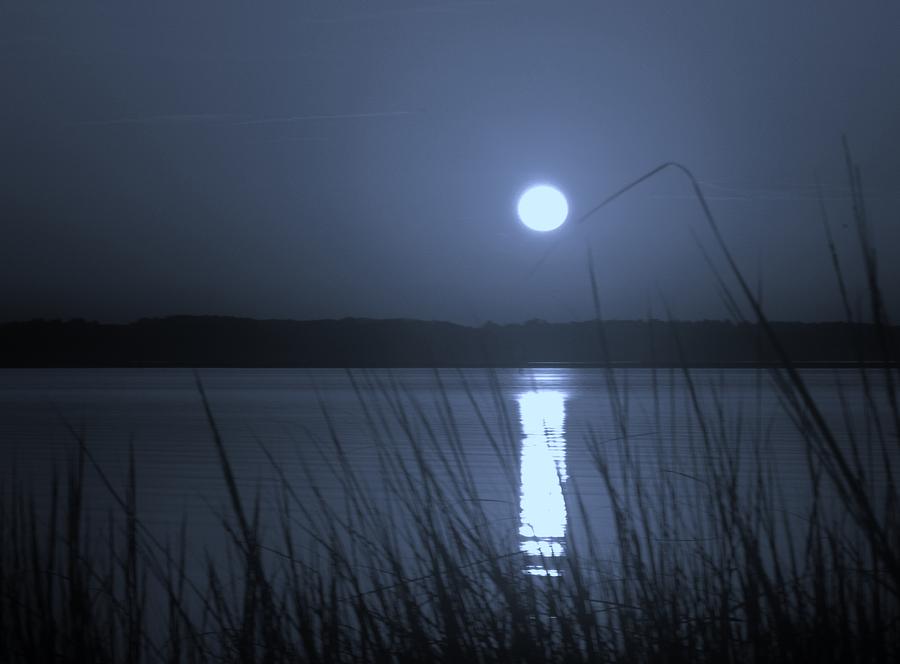 Moon Weed Photograph By Megan Bartholomew - Fine Art America