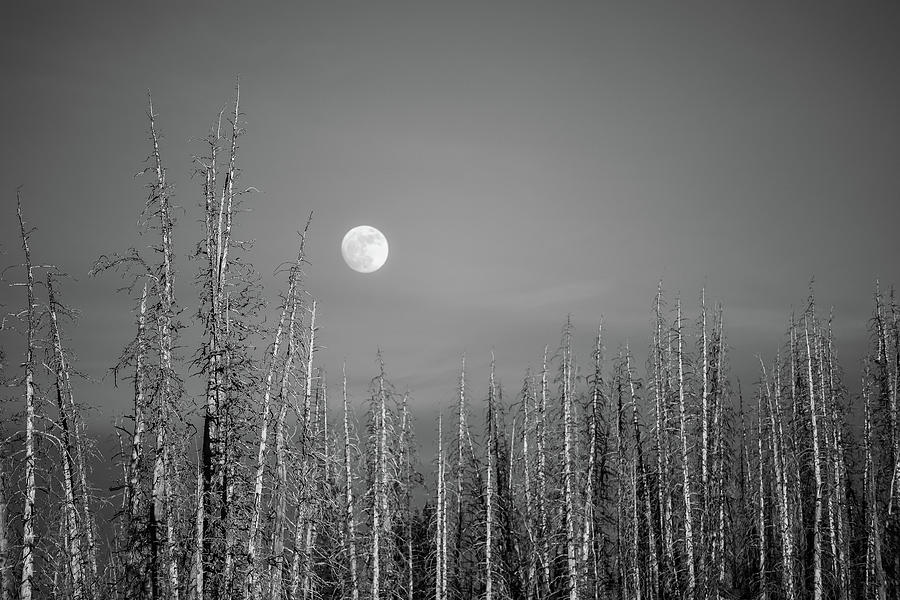 Moon with cedar trees Photograph by Hyuntae Kim