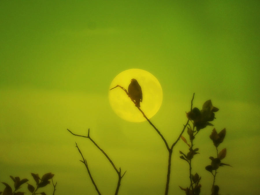Moonbird Photograph by Mark Blauhoefer
