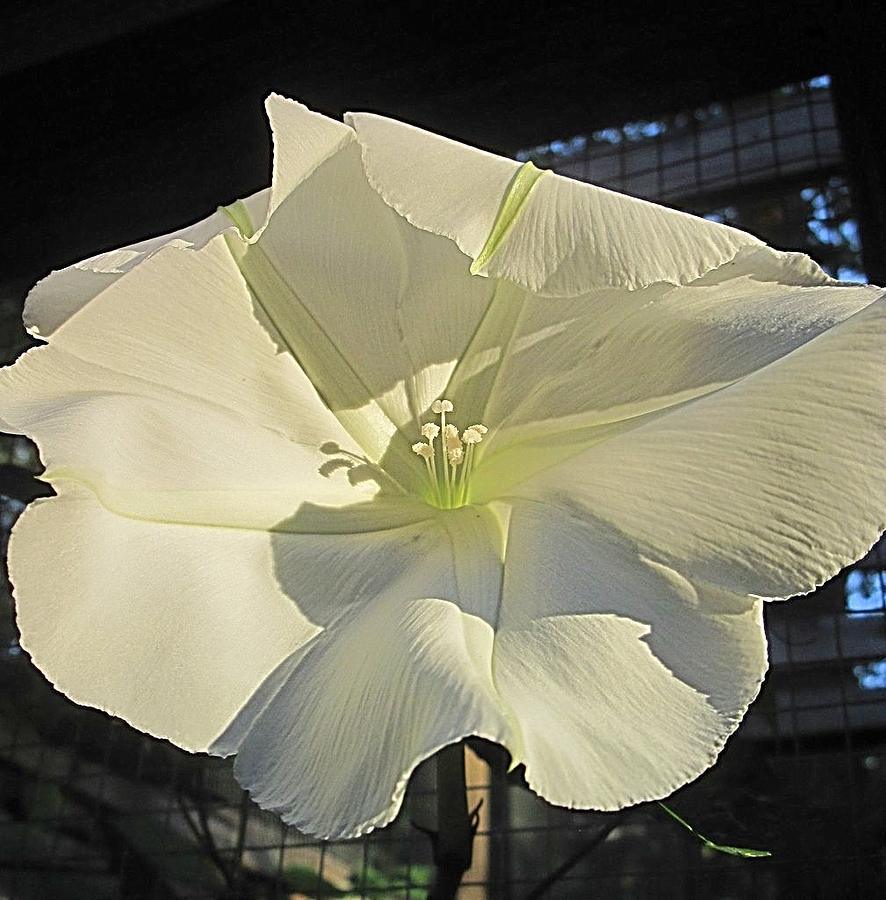 Moonflower Photograph by Betty Buller Whitehead