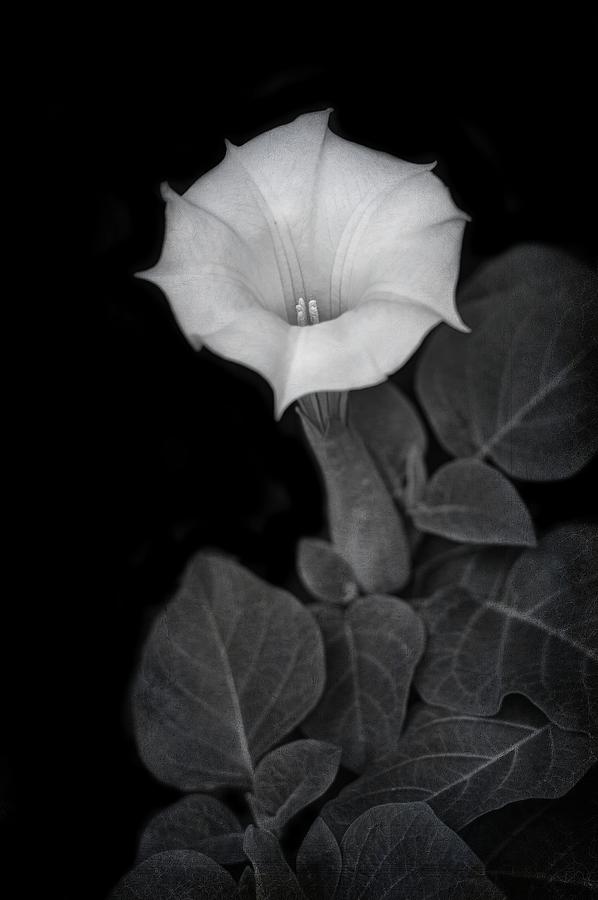 Black And White Photograph - Moonflower - Black and White by Nikolyn McDonald