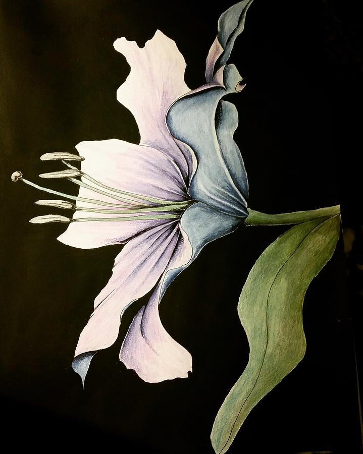 Moonflower Drawing by Candice Smith Fine Art America
