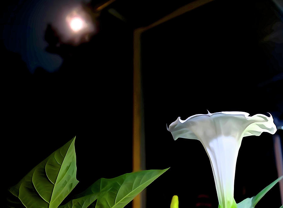 Flowers Still Life Photograph - Moonflower in the Moonlight by Norma Brock