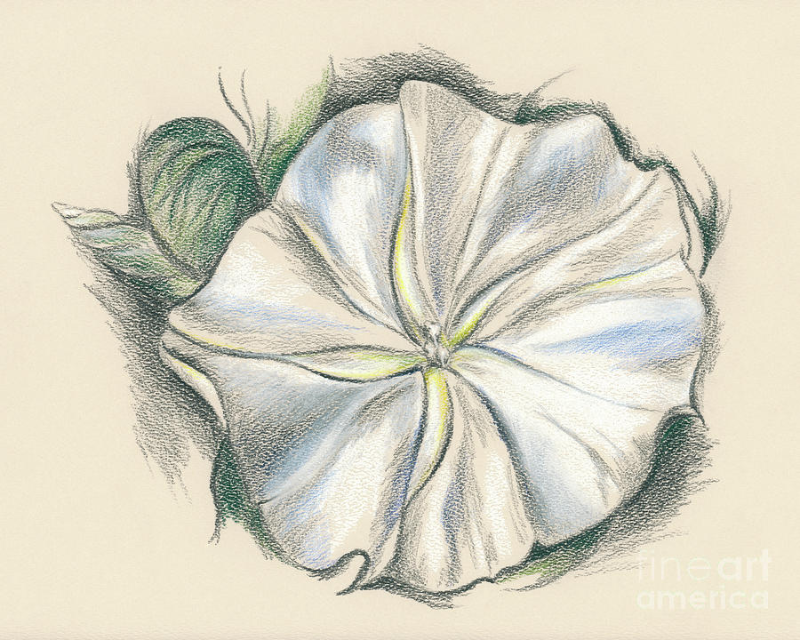 Moonflower Mixed Media Drawing Drawing by MM Anderson