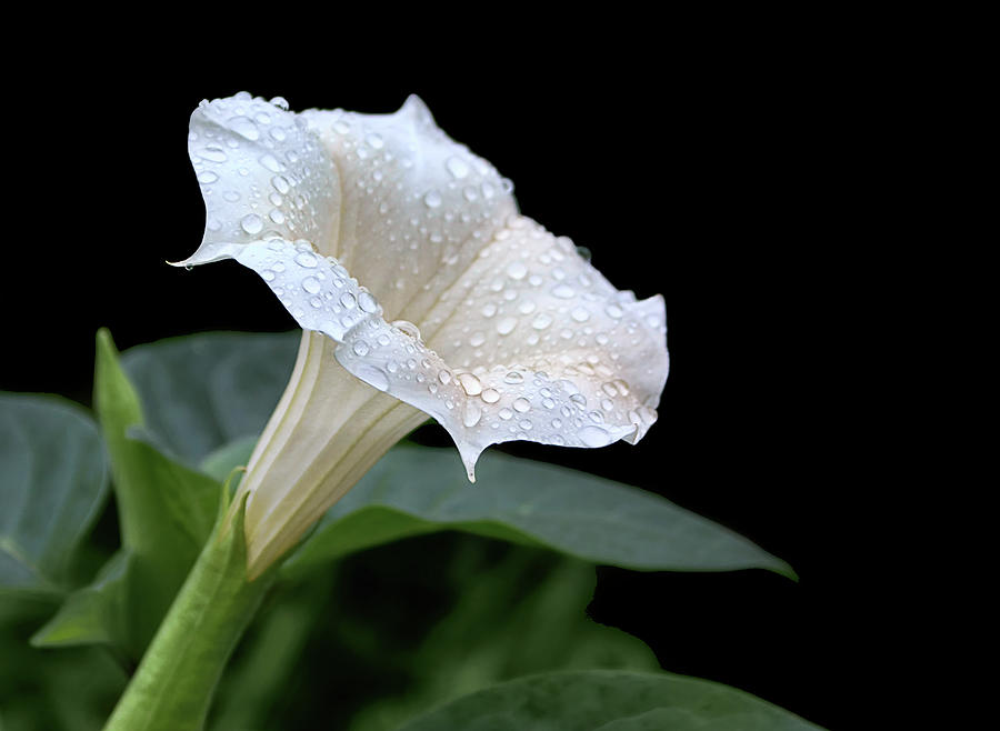Flower Photograph - Moonflower - Rain Drops by Nikolyn McDonald