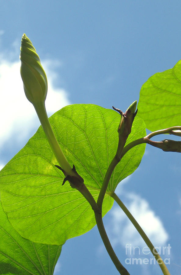 Flower Photograph - Moonflower Vine Bud to the Sky by Anna Lisa Yoder