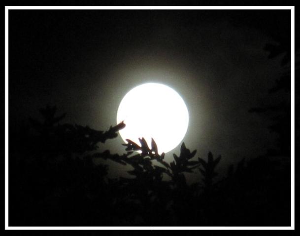 Moonglow Photograph by Betty Buller Whitehead