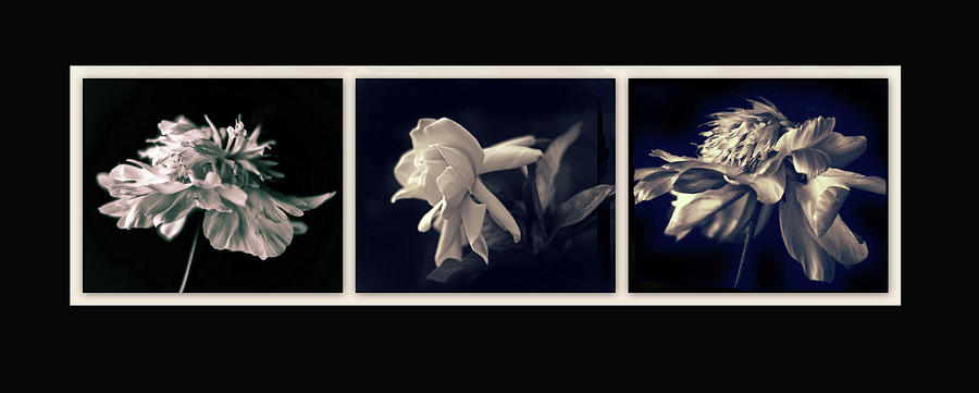 Moonglow Triptych Photograph by Jessica Jenney