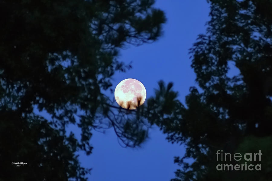 Nature Photograph - Mooning Me by DB Hayes