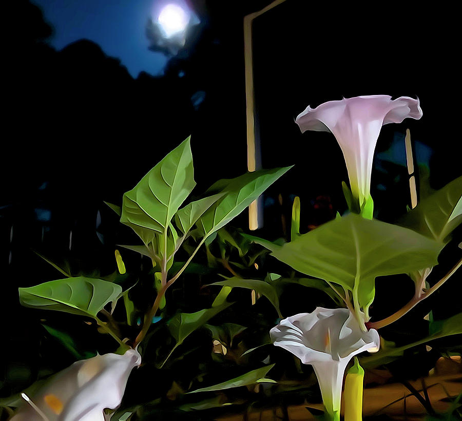 Lemon Photograph - Moonlight and Moonflowers by Norma Brock