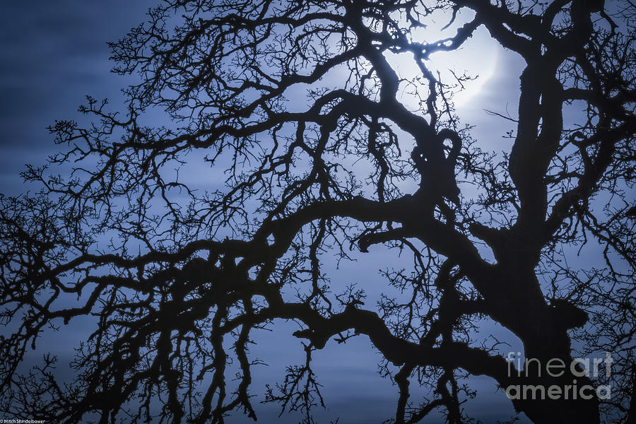 Moonlight and Oak Tree Photograph by Mitch Shindelbower