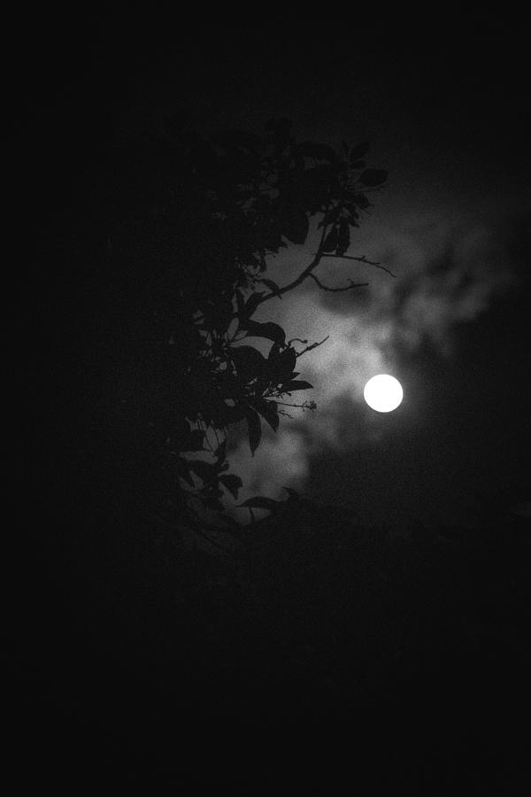 Moonlight and Tree Photograph by Totto Ponce - Fine Art America