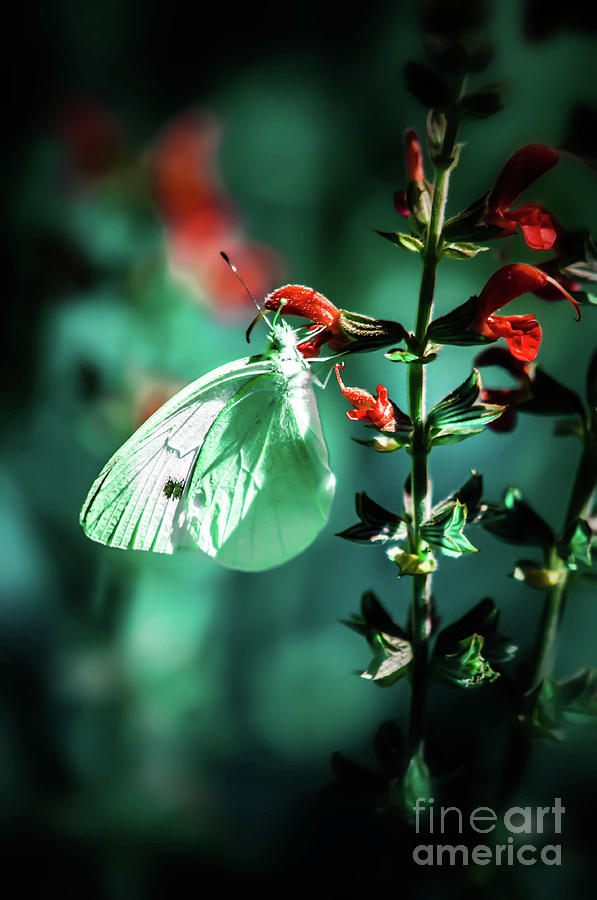 Moonlight butterfly Photograph by Gerald Kloss