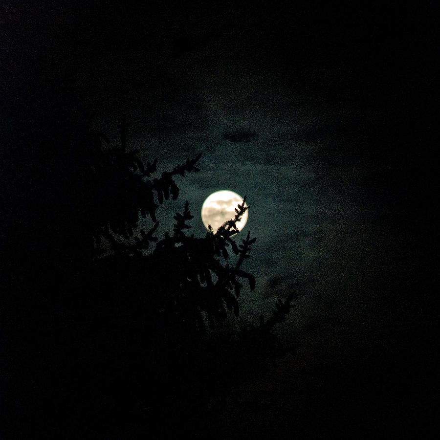 Moonlight Photograph by Carol Eliassen