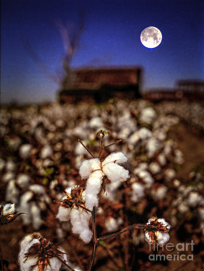 Cotton Blossom by Jim Raines